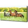 Foto obraz na plátne Kone v cvale 100x50 cm