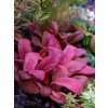 Samolus parviflorus red