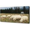 Foto obraz na plátne Pasiace sa ovce 100x50 cm