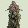 Royal Queen Seeds Cosmic Cheddar F1 semena neobsahují THC 10 ks