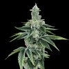 DNA Genetics - Recon 2.0 10 ks - semená neobsahujú THC