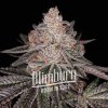 Blimburn Seeds Cannabis Seeds Apple Fritter Auto 9 ks