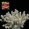 Seedsman - Strawberry Cheesecake Auto 50 ks - Semená neobsahujú THC