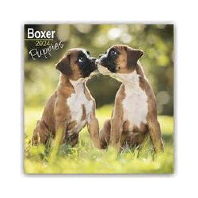 Boxer Puppies Boxer Welpen 16-Monats 2024