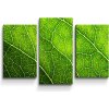 Sablio Obraz - 3-dílný Detail listu - 75x50 cm