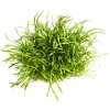 Lilaeopsis novae zelandiae - koberček 128cm2 (Lilaeopsis novae zelandiae - koberček set)