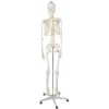 Anatomický model kostry 1:1 170 cm Malatec 22583