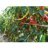 Paprika Beros Kozí roh - Capsicum annuum - Semiačka - 15 ks