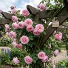 Ruža popínavá ´Blossomtime´