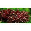 Alternanthera reineckii Mini