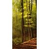 Samolepiace fototapety Dimex Les 95 x 210 cm D003 (Fototapeta na dvere)