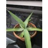 Agave vilmoriniana v šírke 97 cm, výške 30 cm