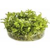 Pogostemon helferi - In Vitro Cup EcoScape