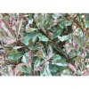 Červienka FloraSelf Photinia fraseri 'Pink Marble' 80-100 cm kvetináč 10 l