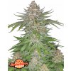 Fast Buds Cannabis Seeds Strawberry Pie Auto 3 ks