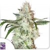 Super Sativa Seed Club Lemon OG neobsahuje THC 3 semena