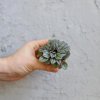 Peperomia bambino Milano baby