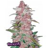 Fast Buds Cannabis Seeds Blackberry Auto 3 ks
