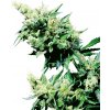 Sensi Seeds Cannabis Seeds Hash Plant® Regular, 10 ks