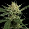 DNA Genetics - Strawberry Banana 5 ks - semená neobsahujú THC