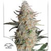 Dutch Passion Critical Orange Punch® neobsahuje THC 3 ks