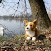 Eco-Friendly Rappa pes Corgi 32 cm