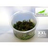 Rotala wallichii - košík