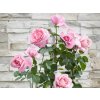 Ruža popínavá Crazy in Love pink, výška 50-60 cm, kvetináč 15 cm