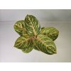 Aglaonema Grand Blossom