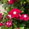 Katarant Volante Burgundy Halo - Catharanthus - semená - 30 ks