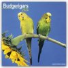 Budgerigar Calendar 2024 Square Bird Wall Calendar - 16 Month