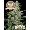 Fair Seeds - Auto Critical 3 ks - Semená neobsahujú THC.