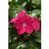 Vinca Catharanthus roseum previslá vinca Mediterranean XP Series Hot Rose 1000 semien