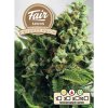 Fair Seeds Auto CBD White Widow semena neobsahuji THC 3 ks