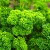Bio Petržlen Grüne Perle - Petroselinum crispum - bio predaj semien - 600 ks