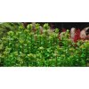 Rotala 'Bonsai' 1-2 Grow!