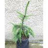 Smrek Omorikový Pendula Výška: 40 - 50cm, 3L