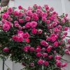 Ruža popínavá - Rosa ´PARFUM ROYAL´ - 170+cm