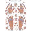 Anatomický plagát Erler Zimmer - Reflexné zóny rúk a chodidiel 50 x 70 cm | DE, EN