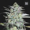 Bulk Seed Bank - Mazar Extra 1000 ks - semená neobsahujú THC