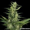 Kalashnikov Seeds - Amur Giant Auto 5 ks - Semená neobsahujú THC