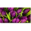 Fotoobraz na skle fialové tulipány 100x50 cm
