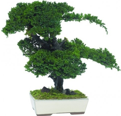 Procumbens bonsai 70 cm