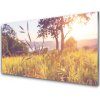 Obraz plexi Lúka tráva strom príroda 100x50 cm