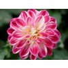 Dahlia Georgína Imagine Midi Purple White, kont. 0,7 l