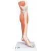 Model dolnej svalovej nohy v životnej veľkosti s odnímateľným kolenom, 3 časti (Anatomické modely)