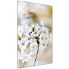 Vertikálny foto obraz sklo tvrdené Kvety višne 50x100 cm