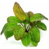 Echinodorus Ozelot Green