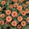 Cínia pôvabná plnokvetá ružová Profusion Double Deep Salmon - Zinnia elegans - semená - 15 ks