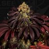 T.H. Seeds Stracciatella semena neobsahuji THC 6 ks